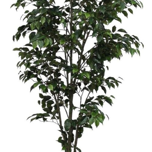 Ficus Clásico 210cm