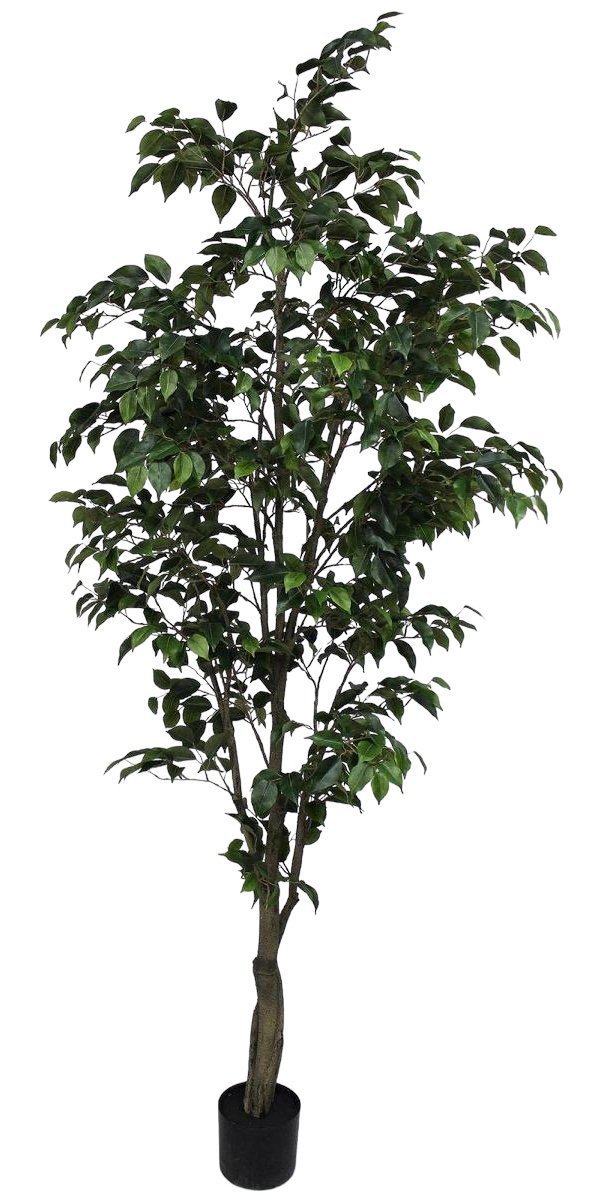 Ficus Clásico 210cm