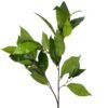 Rama Hojas Magnolia Verde 104cm