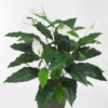 Planta Spathiphyllum o Lirio De La Paz 89cm