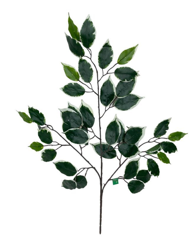 Rama De Ficus Variegada 50cm