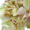 hortensia rosa clara