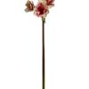 Amaryllis Rosa/Blanca 68cm