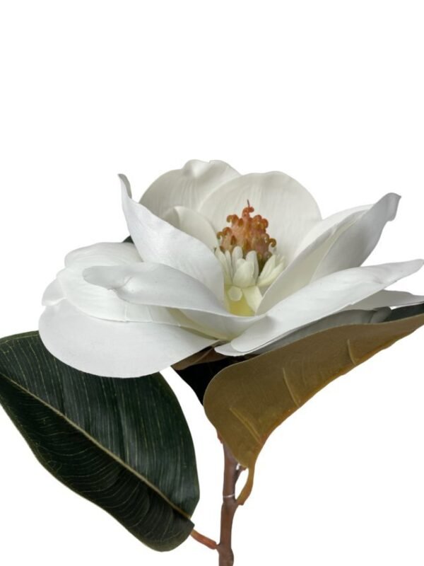 Magnolia Blanca 74cm