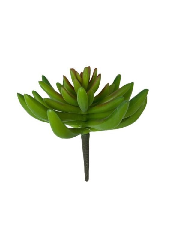 Suculenta Verde 13cm