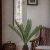 Palmera Cycas Revoluta 110cm