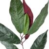 Rama de Ficus Verde-Mauve 50cm