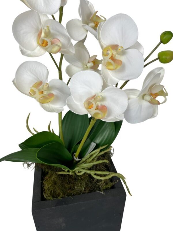 Arreglo De Orquídea 30cm