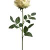 Rosa Blush Grande 75cm