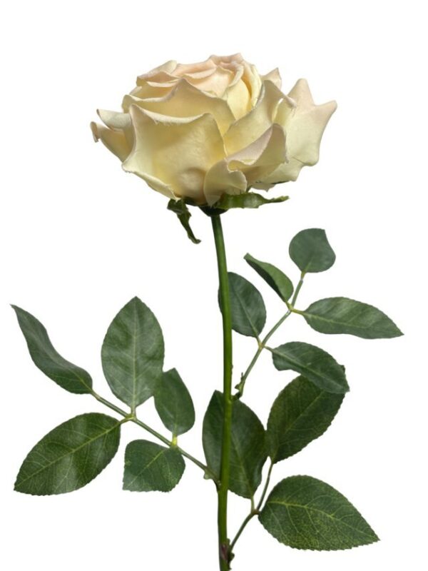 Rosa Blush Grande 75cm