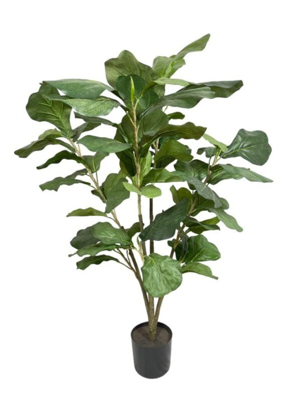 Árbol Fidel o Ficus Lyrata 90cm