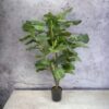 Árbol Fidel o Ficus Lyrata 90cm