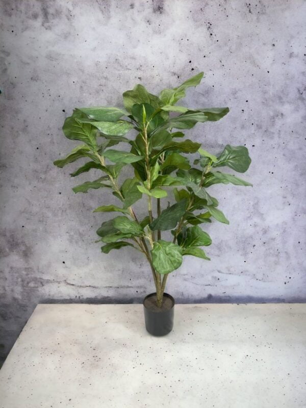 Árbol Fidel o Ficus Lyrata 90cm