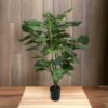 Árbol Fidel o Ficus Lyrata 90cm