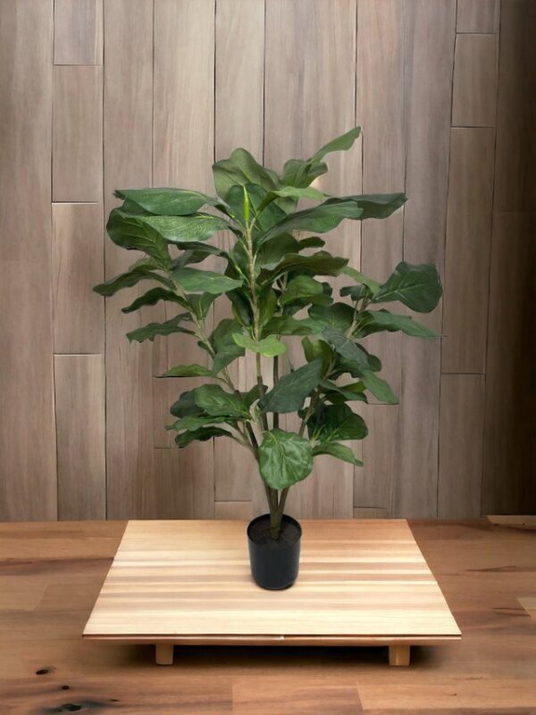 Árbol Fidel o Ficus Lyrata 90cm