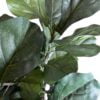 Árbol Fidel o Ficus Lyrata 90cm