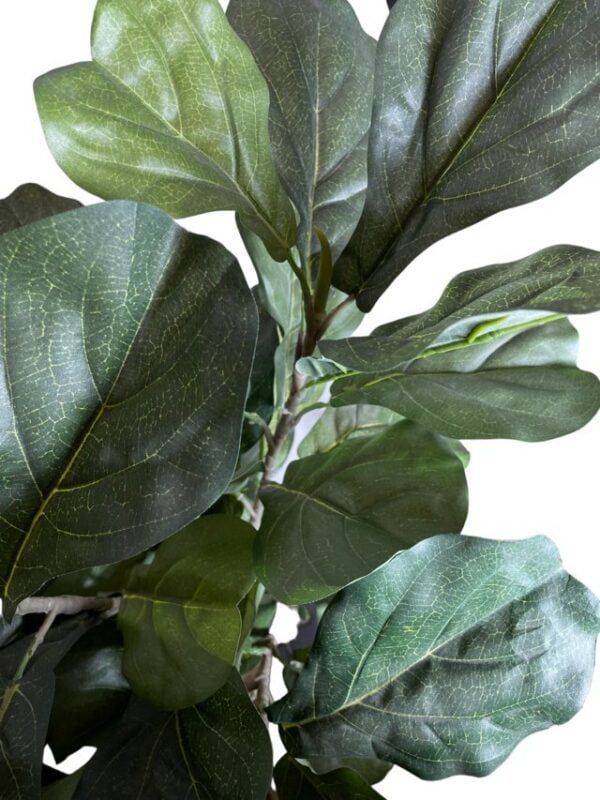 Árbol Fidel o Ficus Lyrata 90cm