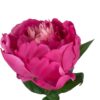 Peonía Fucsia Simple 45cm