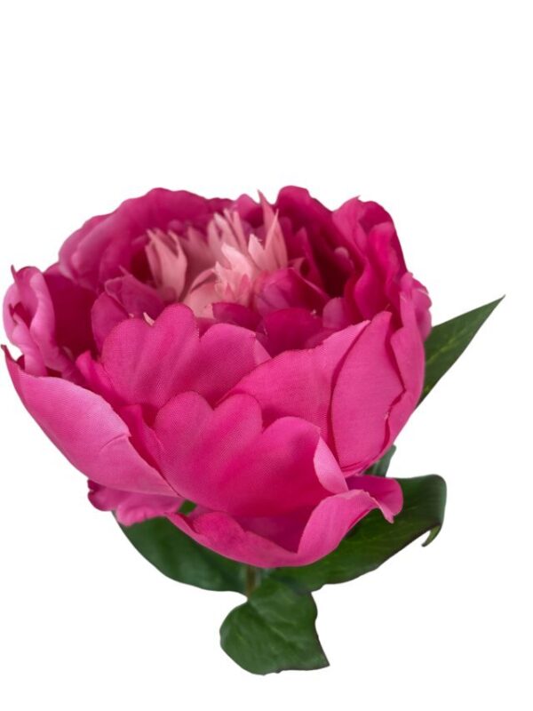Peonía Fucsia Simple 45cm