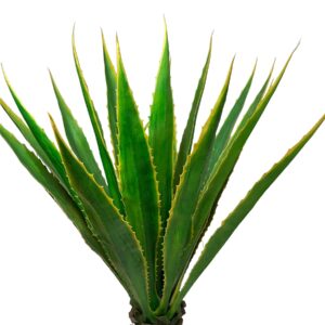 Agave Verde-Amarillo 135cm