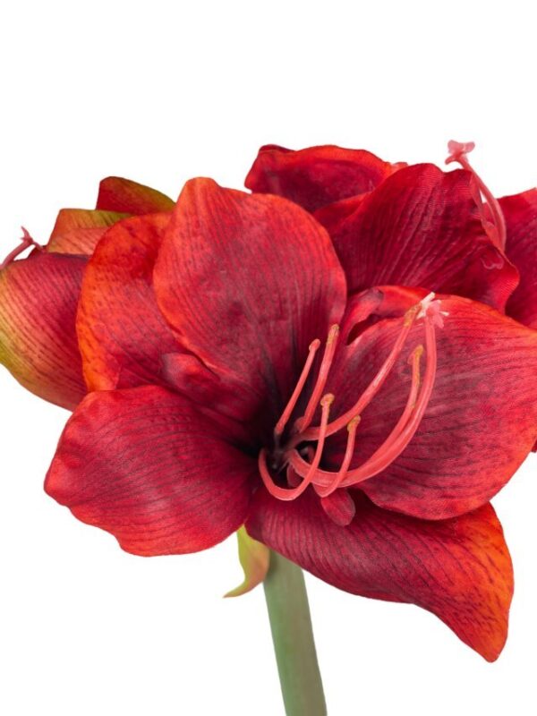 Amaryllis Roja 68cm