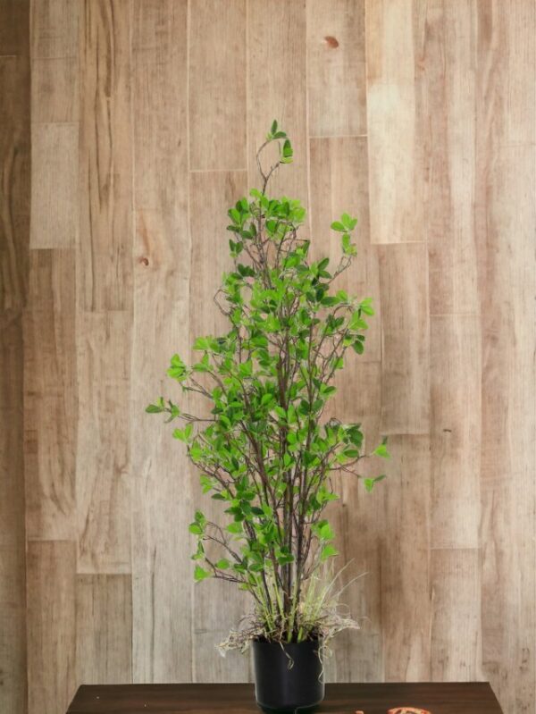 Arbusto Hoja Chica 122cm
