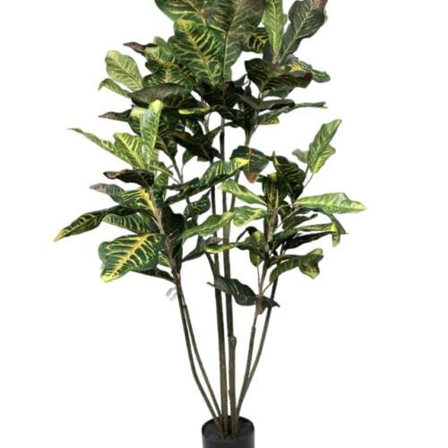 croton 120cm (1)