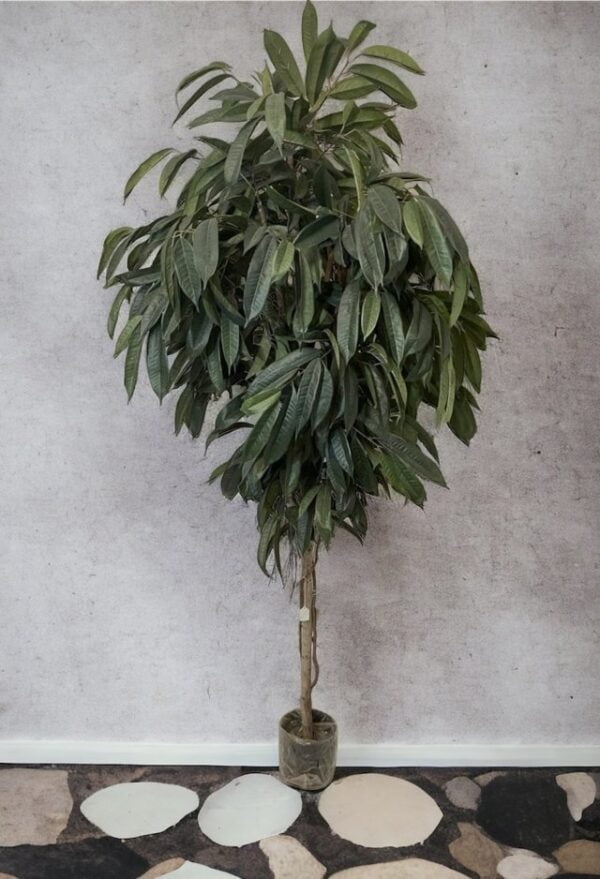 ficus alli