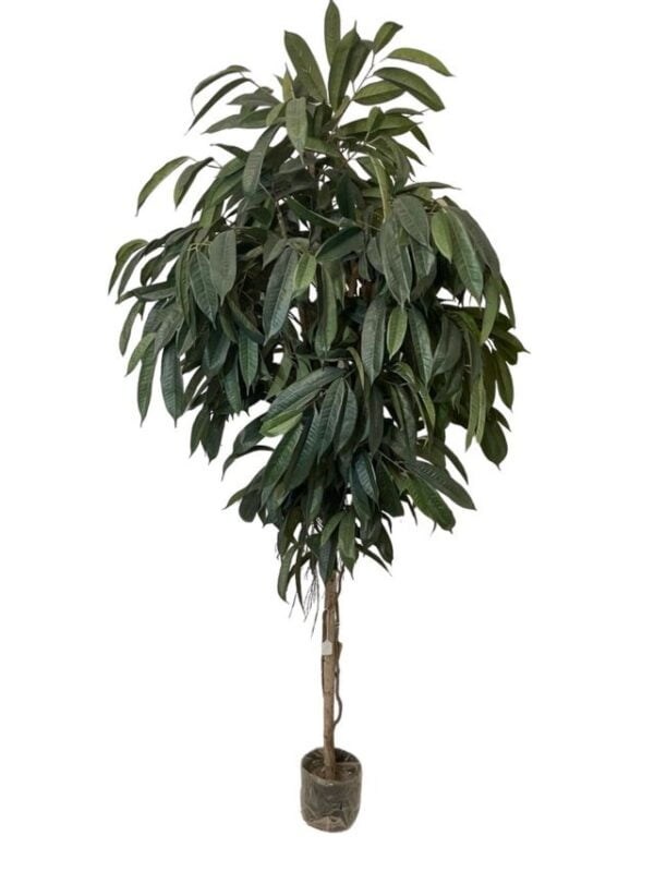 ficus alli