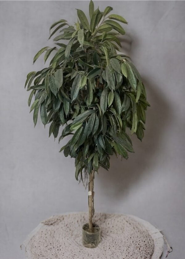 ficus alli