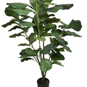 Árbol Fidel o Ficus Lyrata 90cm