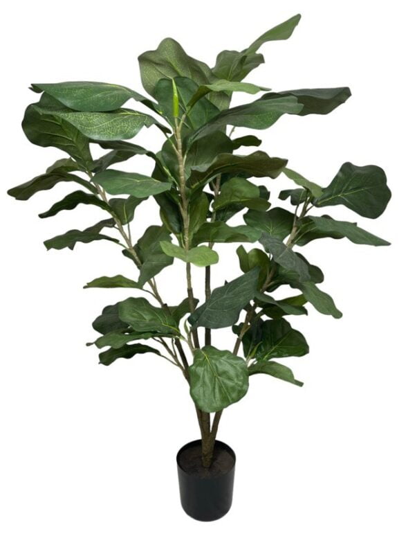 Árbol Fidel o Ficus Lyrata 90cm