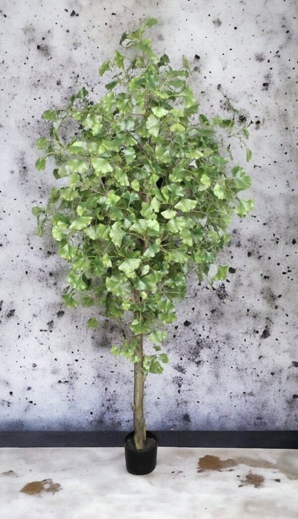 Árbol Ginkgo 180cm