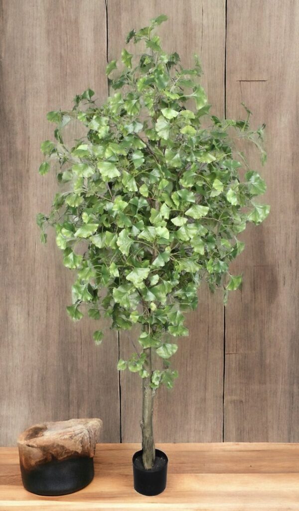 Árbol Ginkgo 180cm