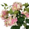 hortensia-francesa-rosa-85cm