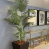 Palmera Areca 210cm
