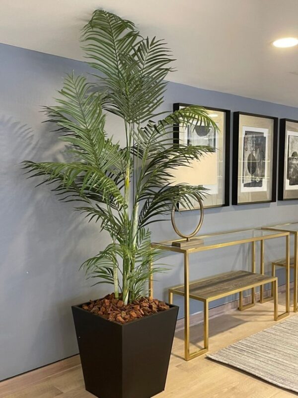 Palmera Areca 210cm