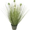 Pasto Cebolla Con Florencia 71cm