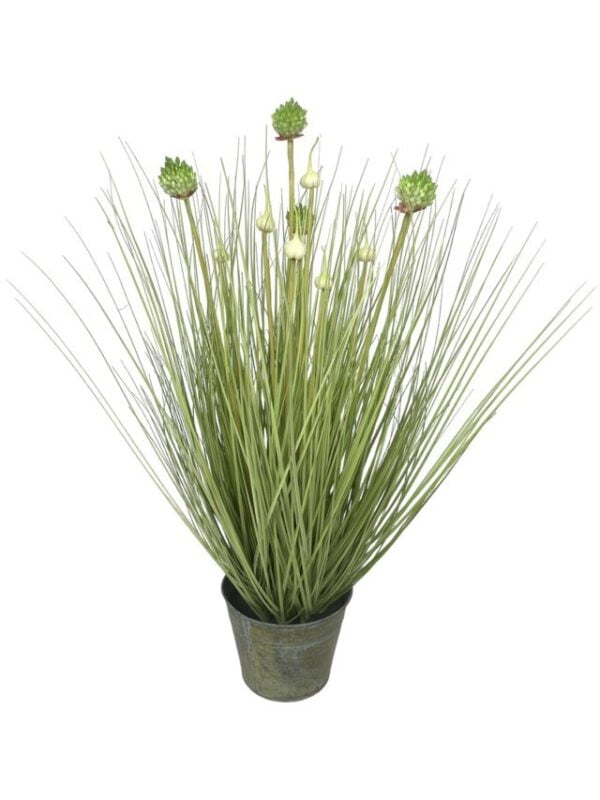 Pasto Cebolla Con Florencia 71cm