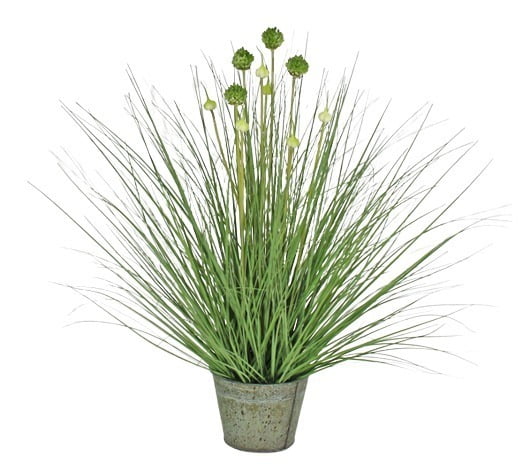 Pasto Cebolla Con Florencia 71cm