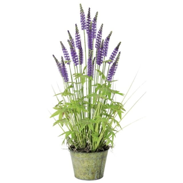 Pasto Lavanda 60cm Con Macetero