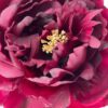 peonia-burdeo-simple