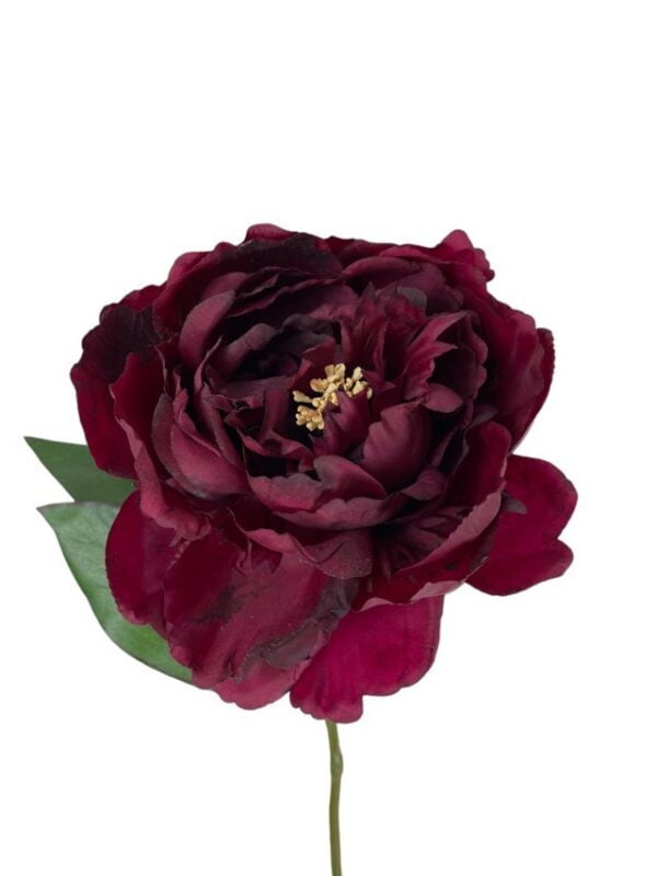 peonia-burdeo-simple