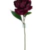 peonia-burdeo-simple