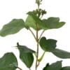 Rama French Ivy 75cm