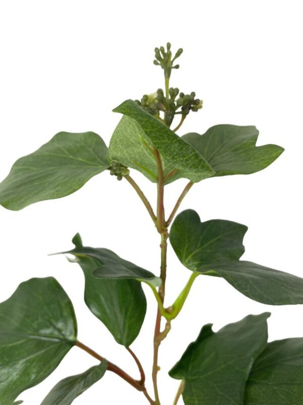 Rama French Ivy 75cm