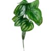 ramo variegado verde (1)