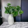 ramo variegado verde (1)