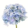 Hortensia Celeste 50cm