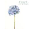 Hortensia Celeste 50cm